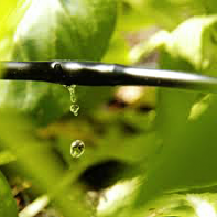 a drip line in a Virgina garden