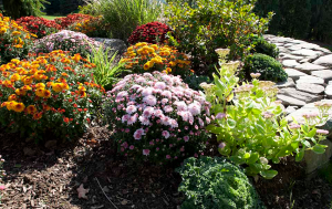 a nice mum garden placed by our Glen Burnie Sprinkler Installation techs